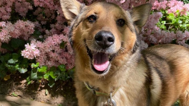 Shiba Inu German Shepherd Mix: Everything You Need To Know