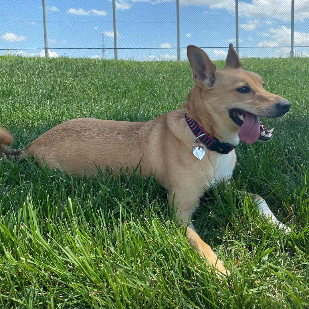 Shiba Inu German Shepherd Mix