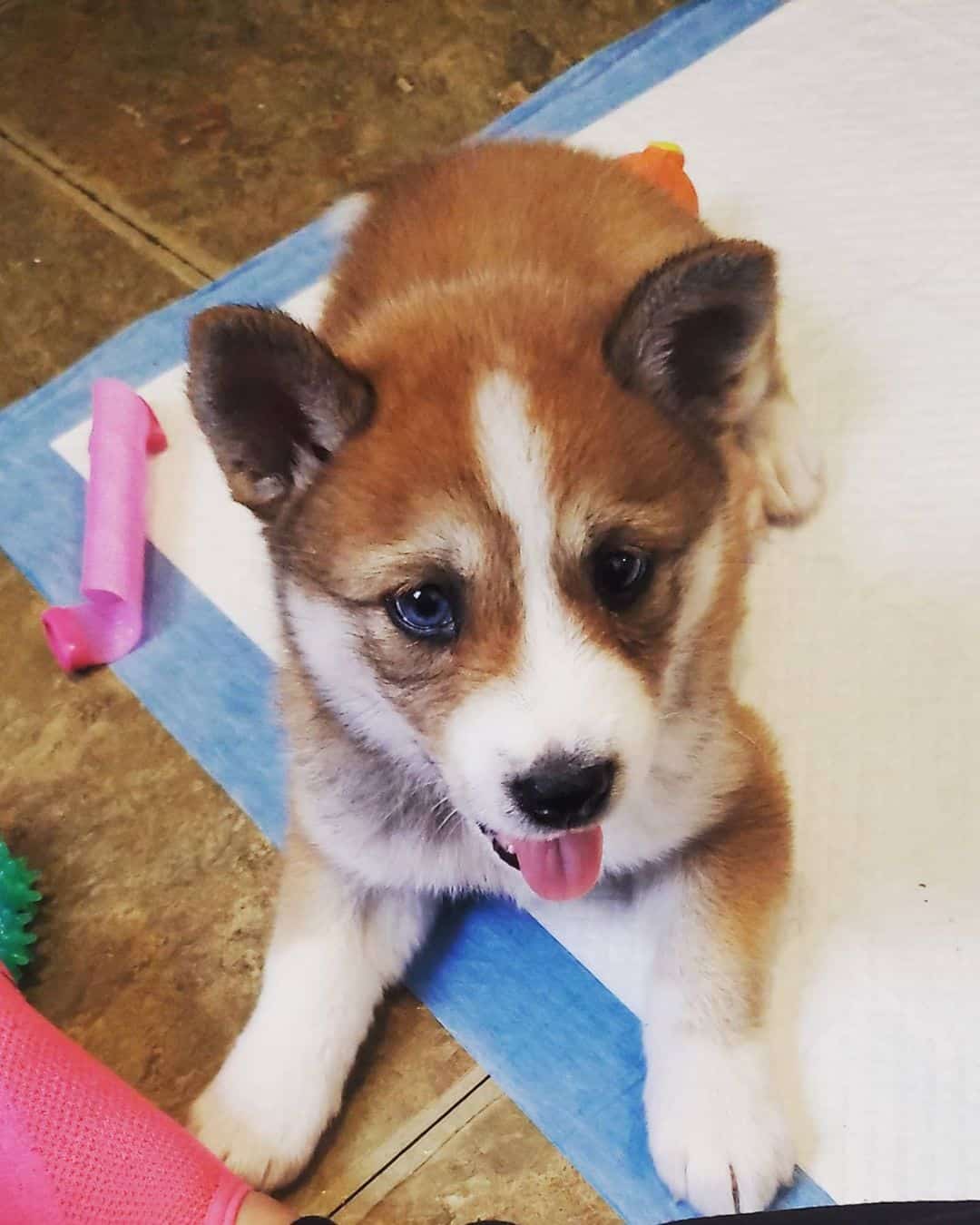 Shiba Inu Husky Mix Puppy