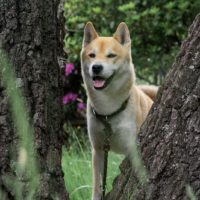 shiba inu husky mix