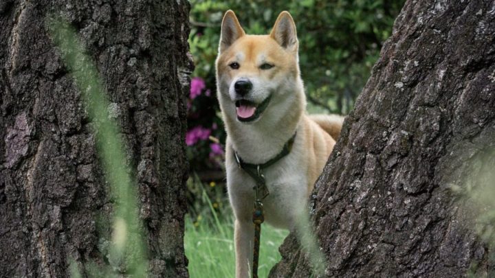 Shiba Inu Husky Mix: Your Best Guide To An Adorable Hybrid