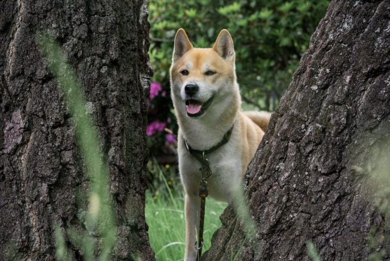 shiba inu husky mix