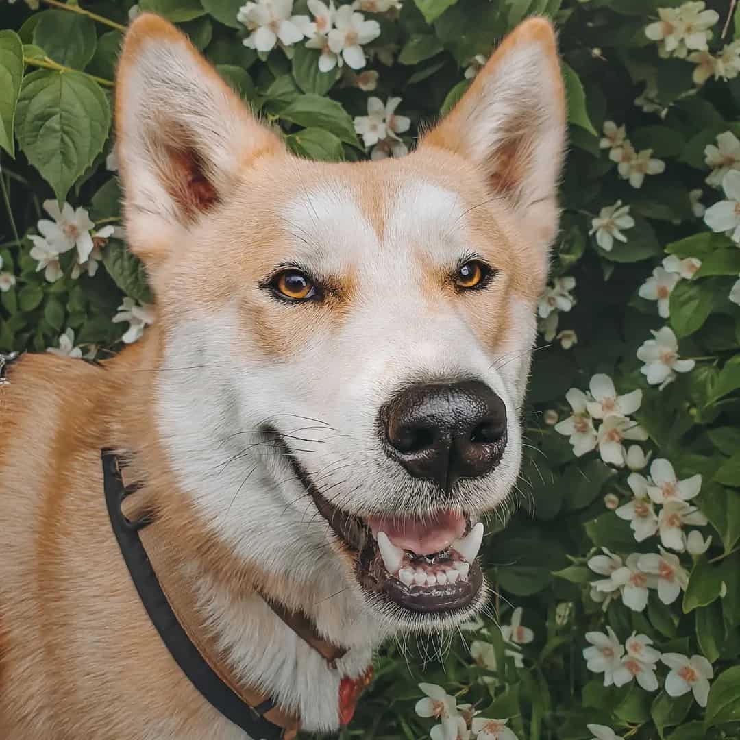 Shiba Inu Husky Mix dog outdoors