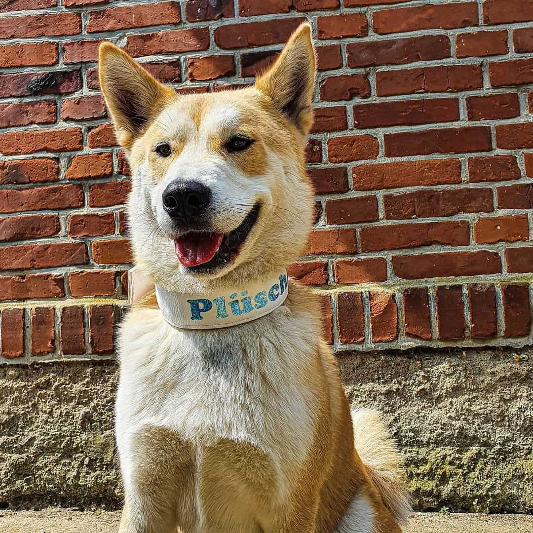 Shiba Inu Husky Mix: Your Best Guide To An Adorable Hybrid