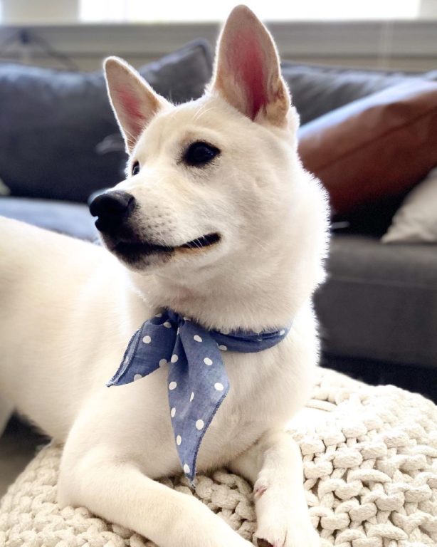 Shiba Inu Husky Mix Your Best Guide To An Adorable Hybrid