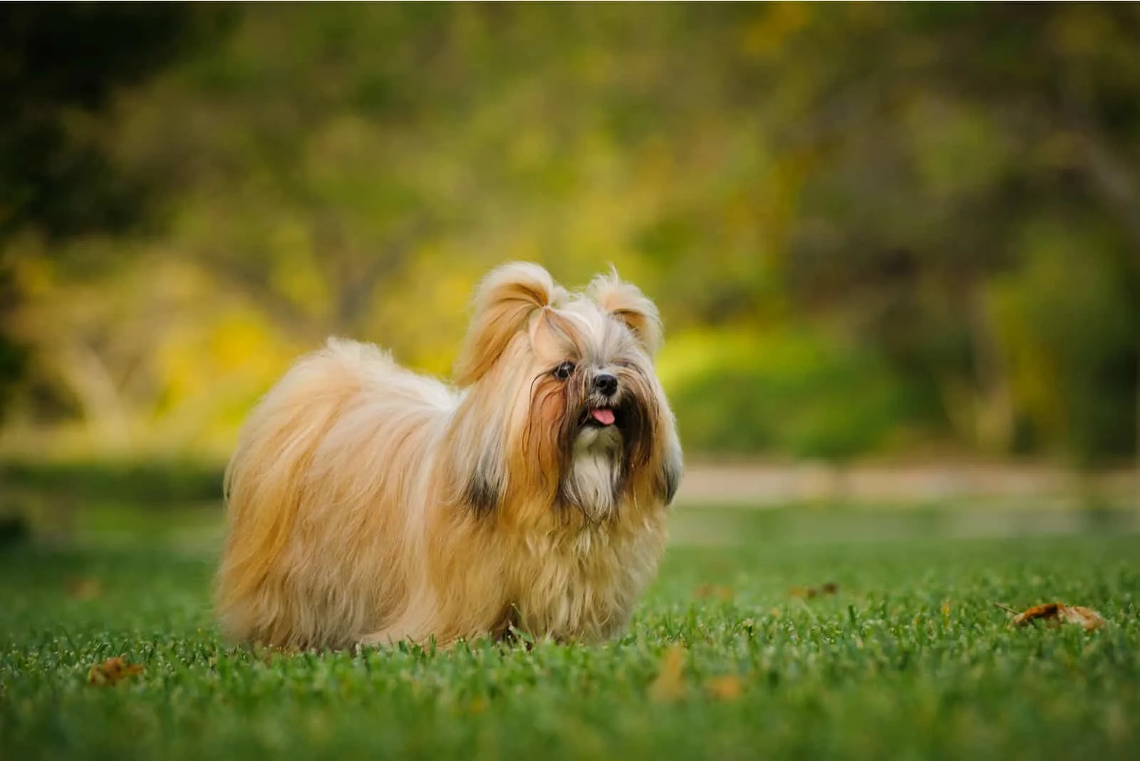 Shih Tzu dog with long groomed hair