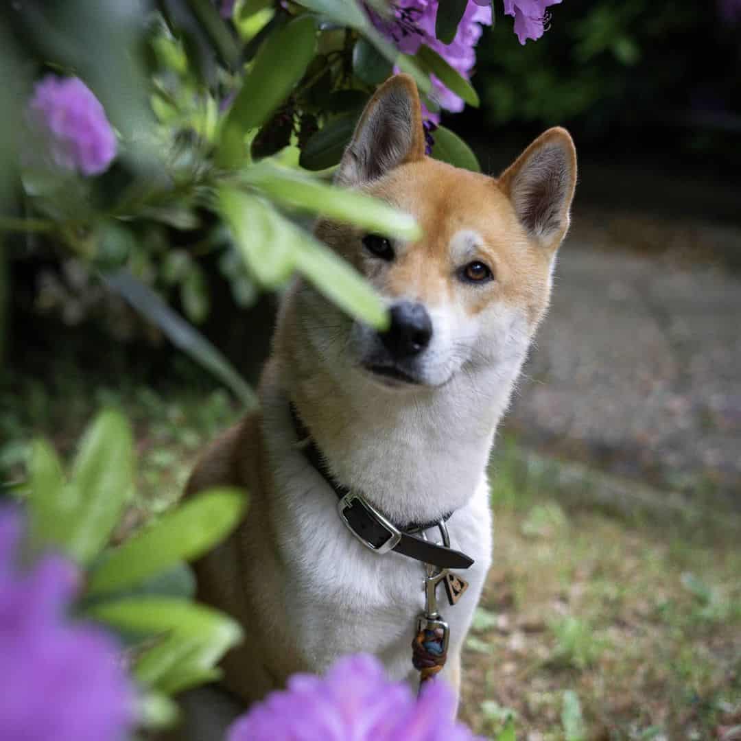 beautiful Shusky dog outdoors