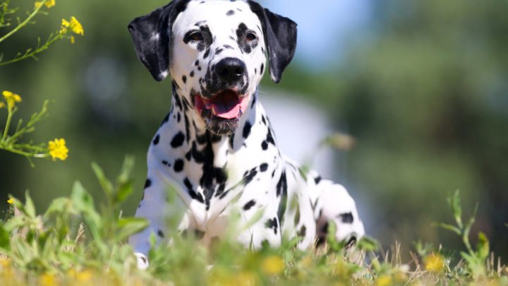 The Dalmatian Colors: Do You Think You Know This Dog Breed?