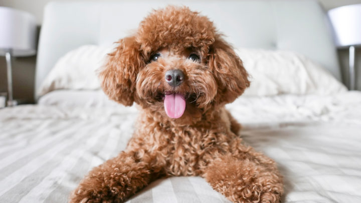 The Red Poodle: Here’s Why People Are Crazy About Them
