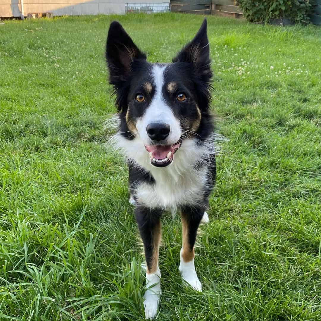 Tri-Colored border collie dog