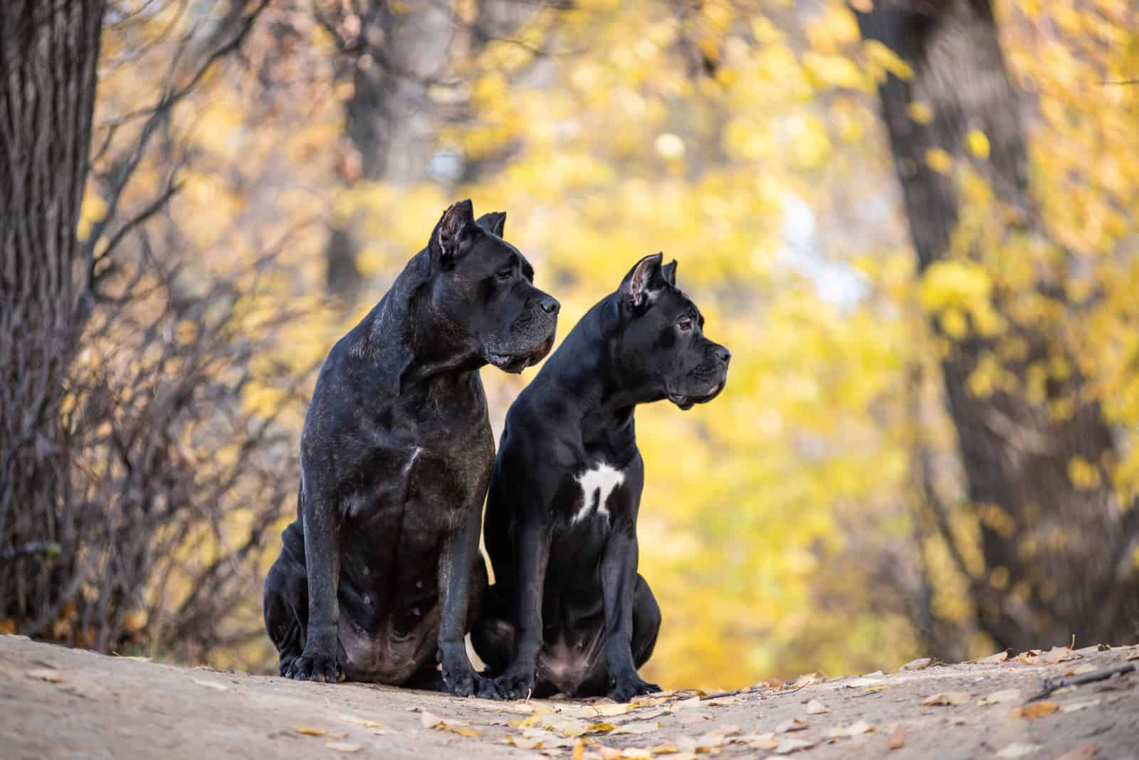 Two Cane Corso dogs are sitting in the autumn park