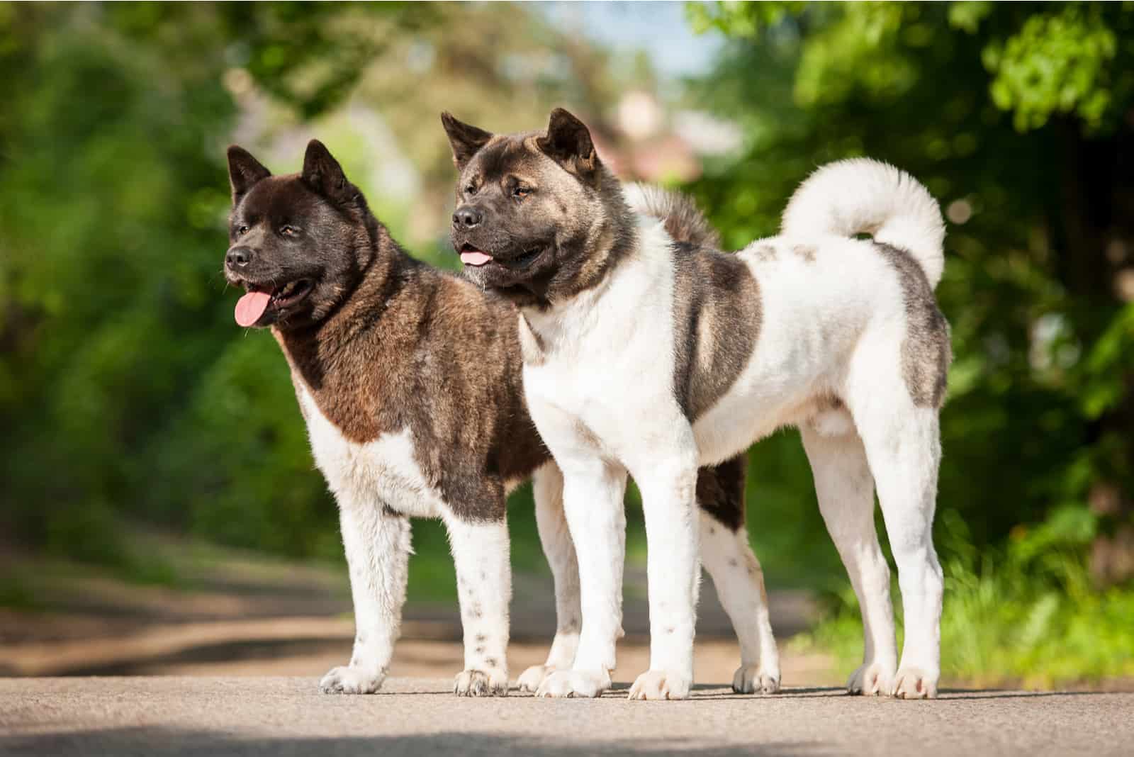 Two american akita dogs