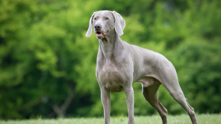 5 Weimaraner Colors: Introducing You To The Gray Ghost