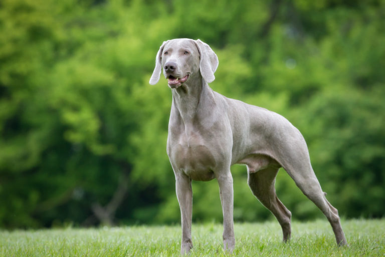 Purebred Weimaraner dog outdoors