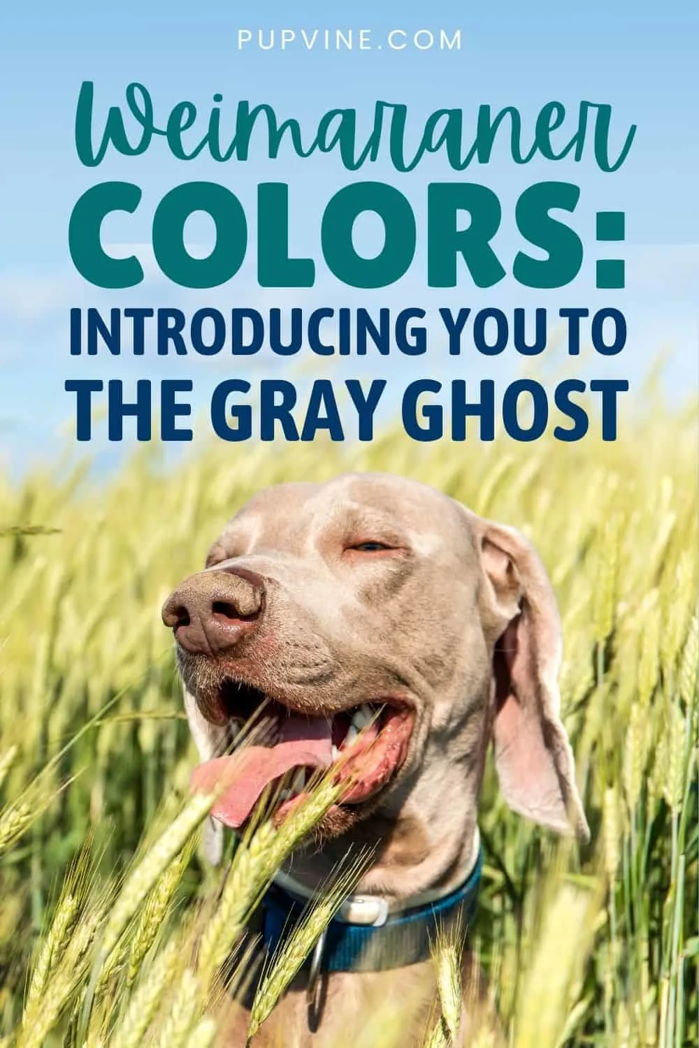 Weimaraner Colors: Introducing You To The Gray Ghost