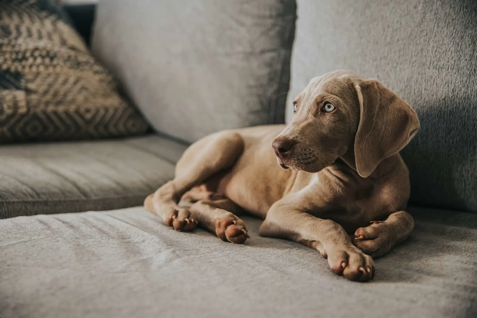 Weimaraner Puppy Dog lying on sofa