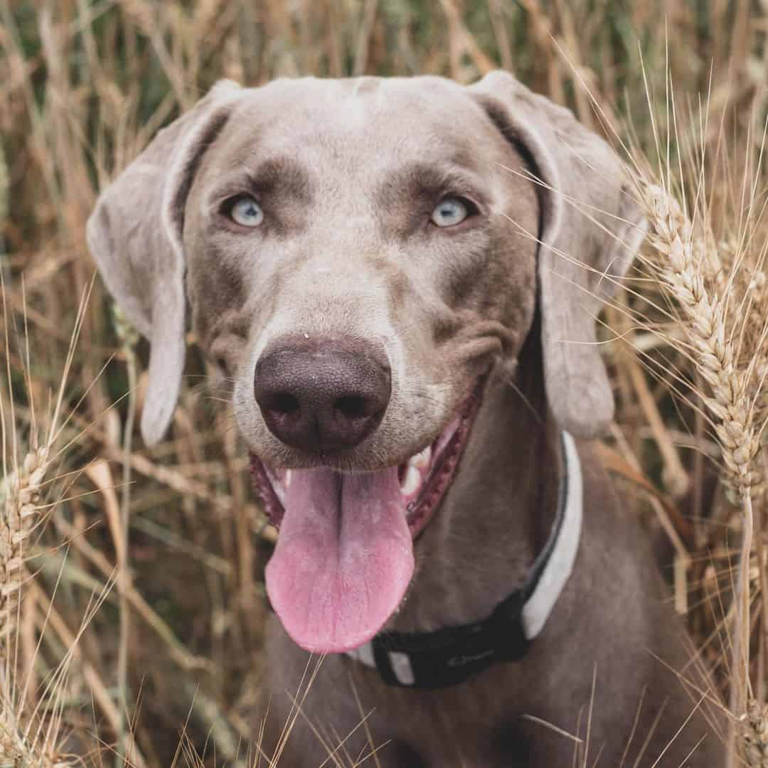 cute Weimaraner dog with his tongue out