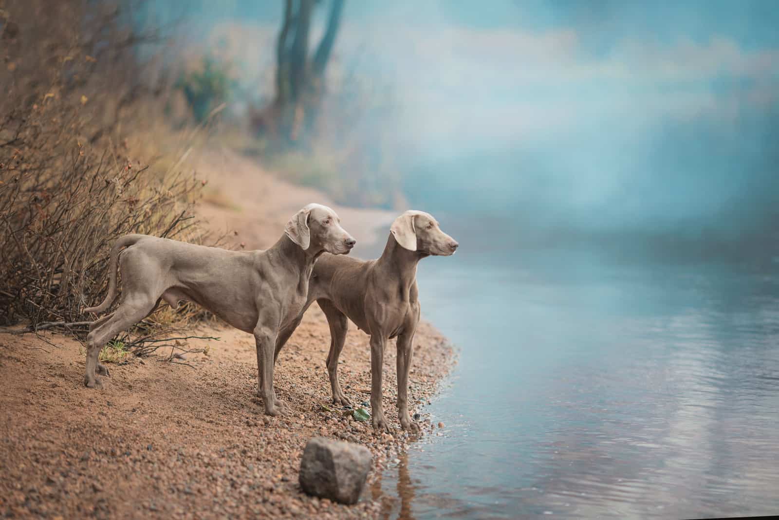 Weimaraner dogs standing by the water