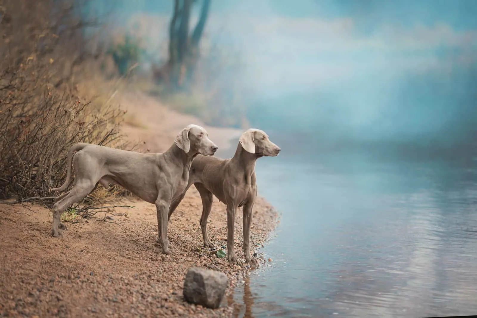 Weimaraner dogs standing by the water