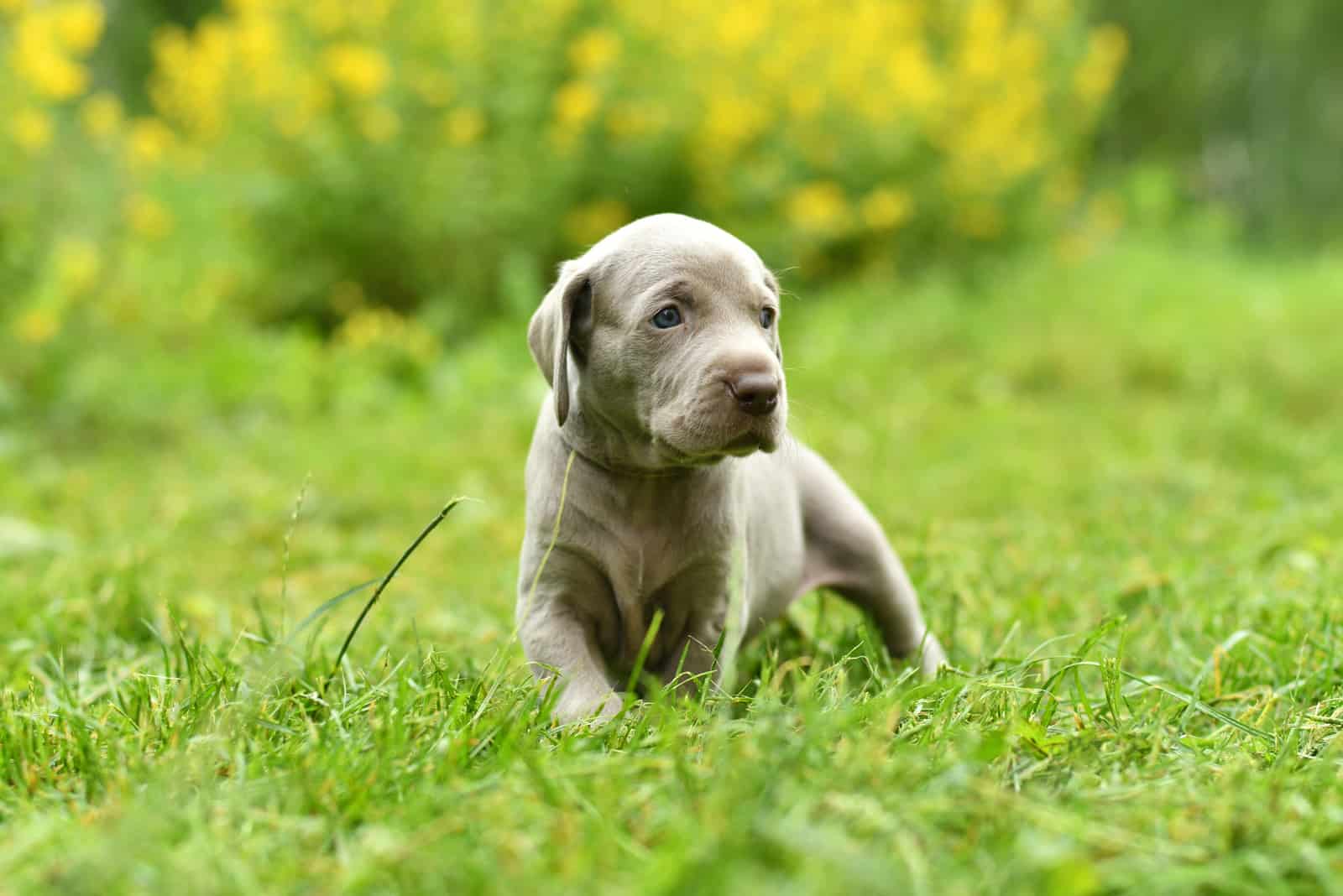 Weimaraner puppy in nature