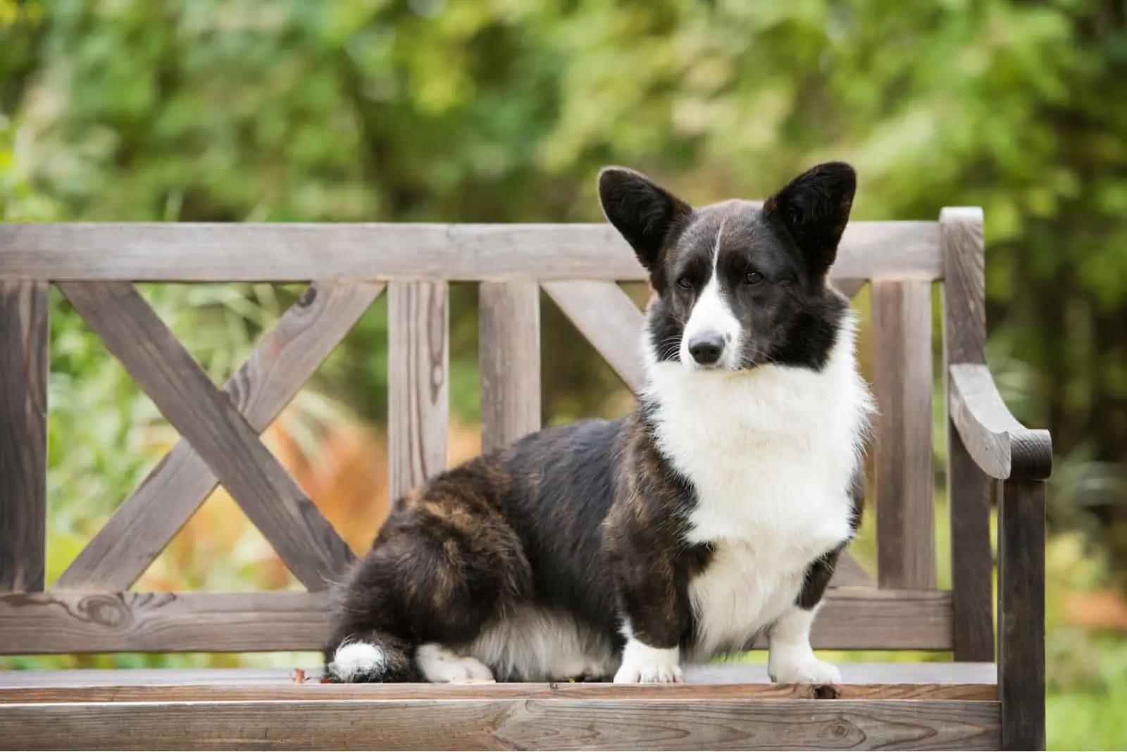 Welsh corgi cardigan sits on the bench in the yard