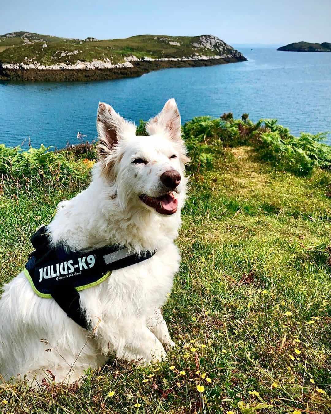 White Border Collie dog