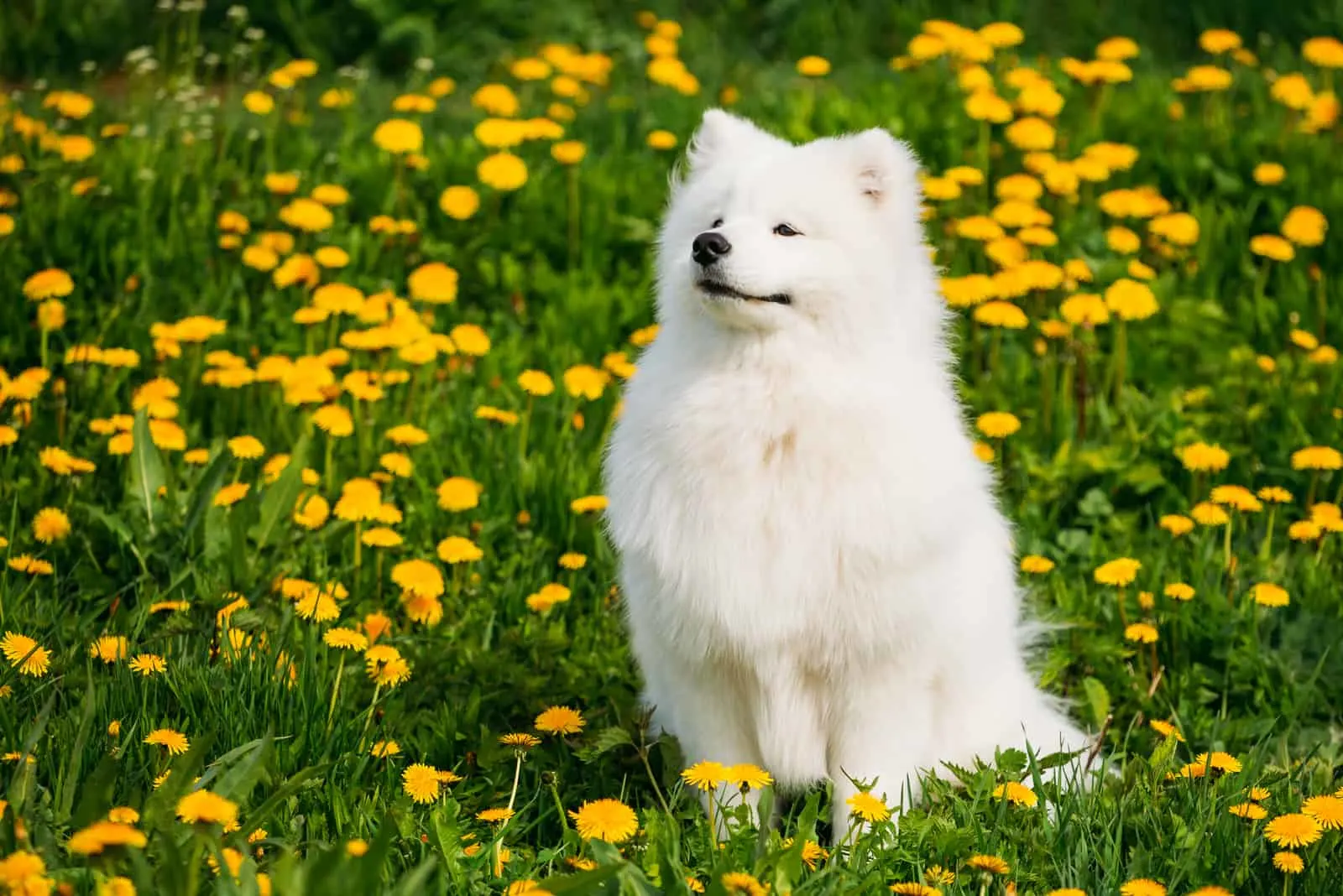 White Samoyed Dog sitting on the grass