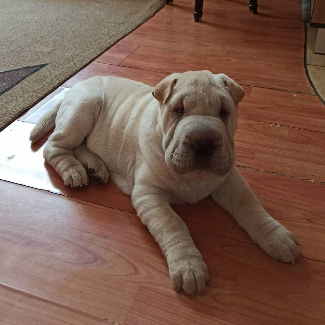 White Shar-Pei lying on the floor