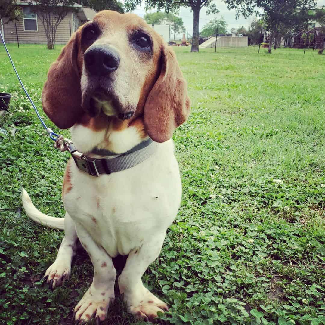 adorable Basset Hound Pitbull Mix dog