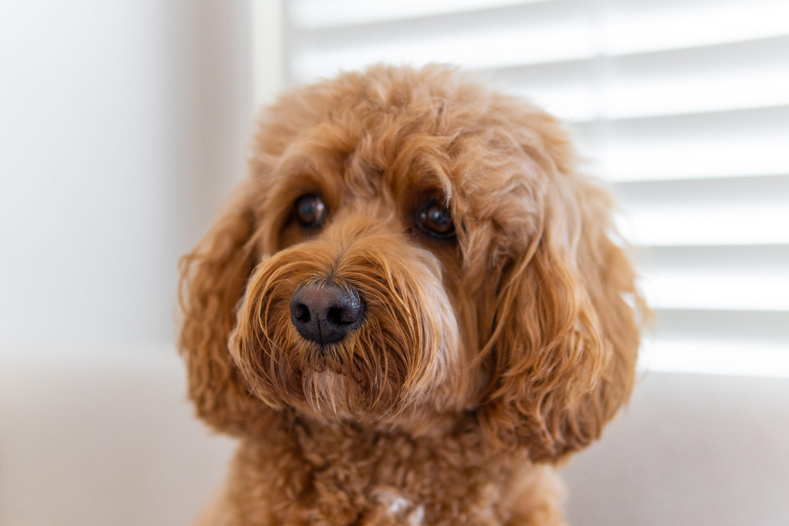 150+ Cute Cavapoo Names For Your Cavalier Poodle Mix