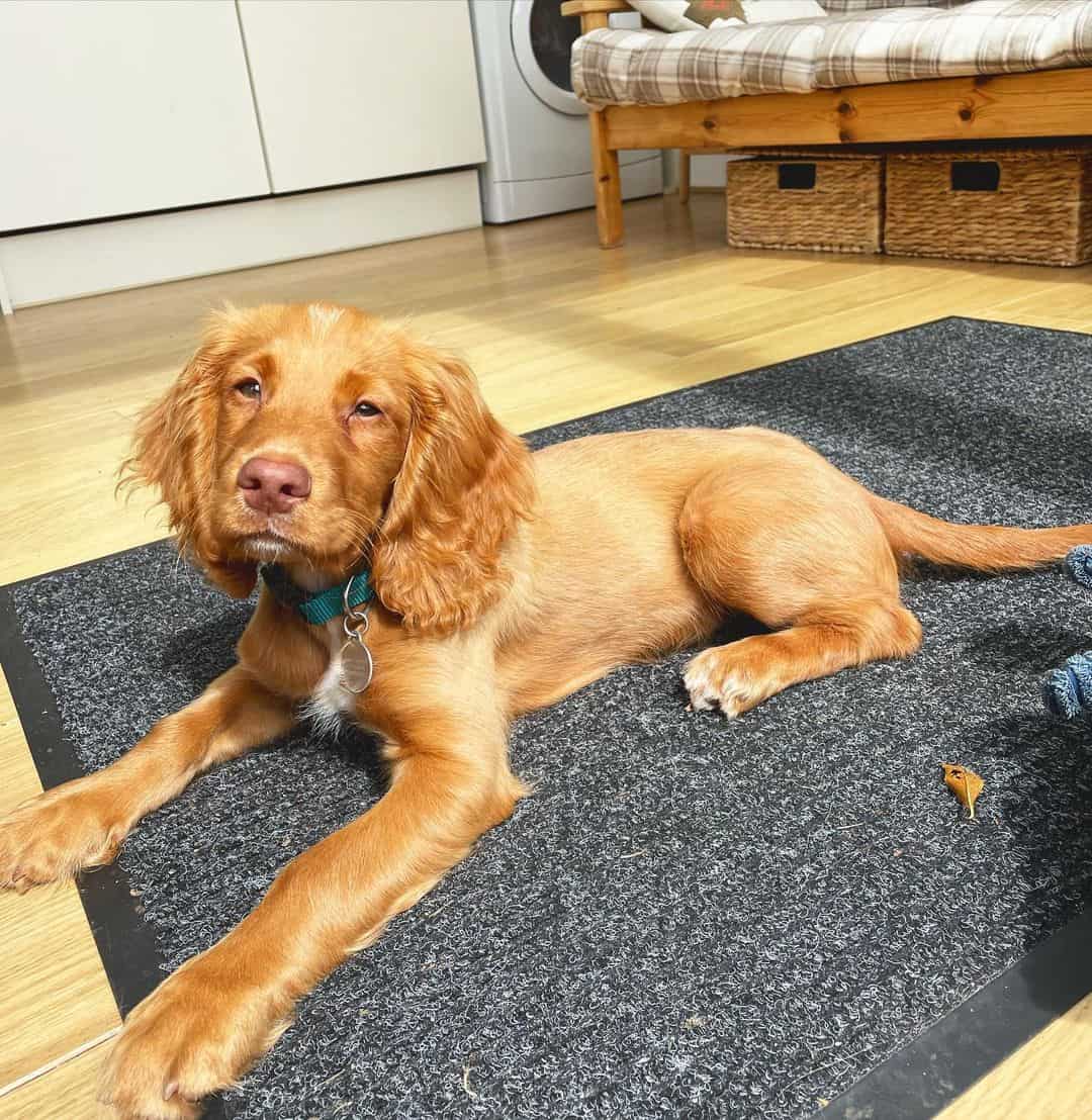 Cocker Spaniel Cost The Ultimate Guide For Spaniel Lovers