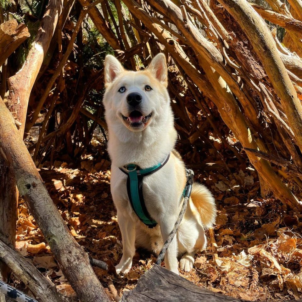 Shiba Inu Husky Mix Your Best Guide To An Adorable Hybrid