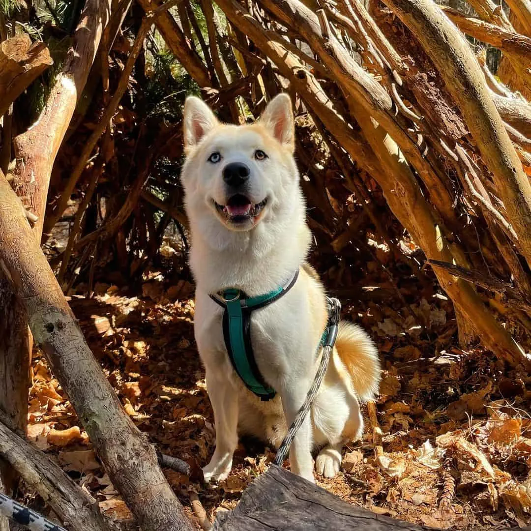 adorable Shiba Inu Husky Mix dog