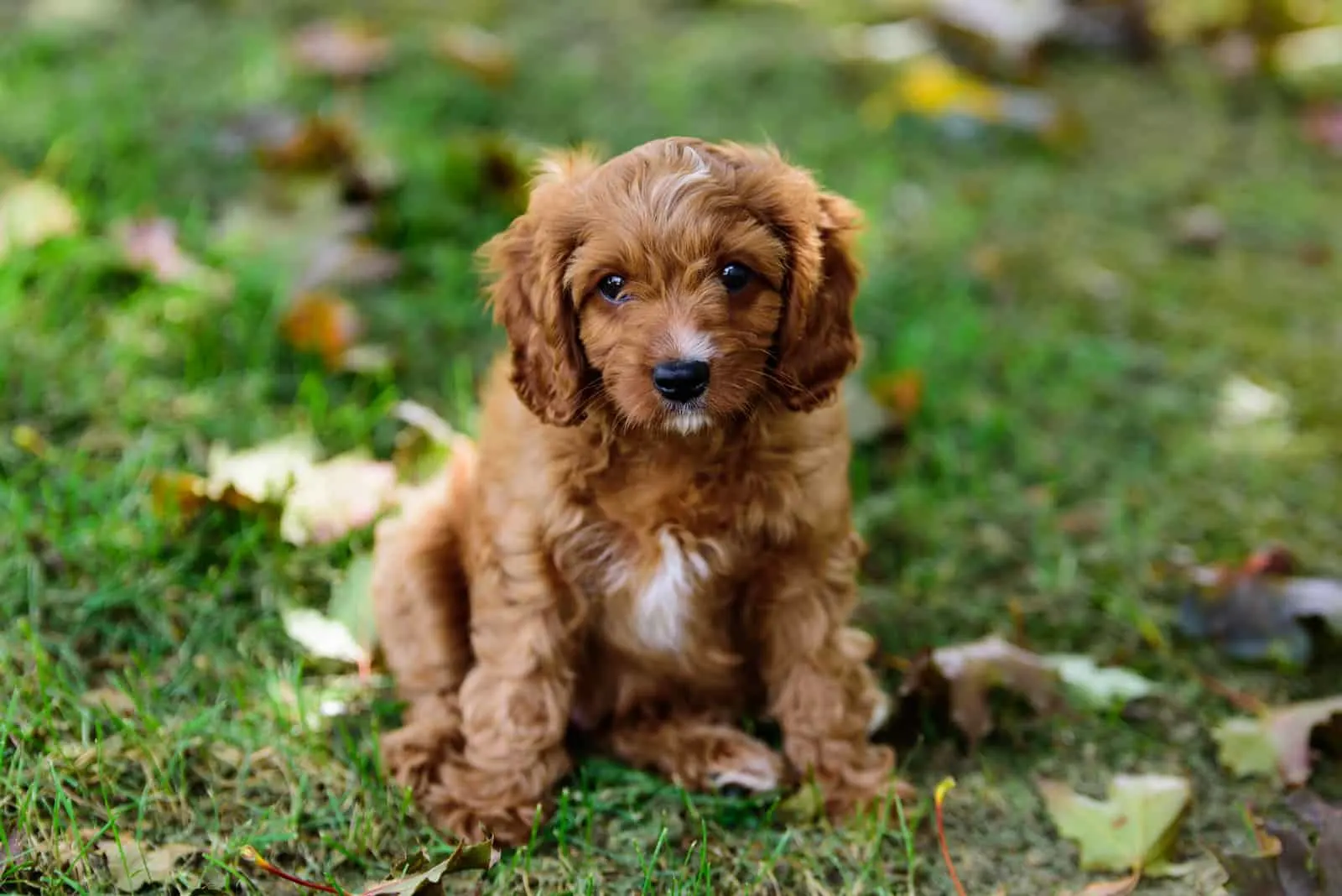 adorable cavapoo puppy outdoors on the grass