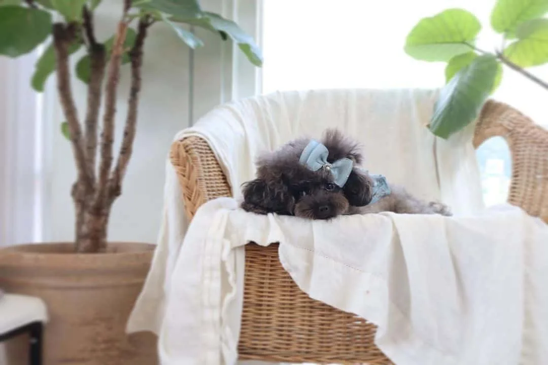 adorable little blue poodle puppy lying indoor