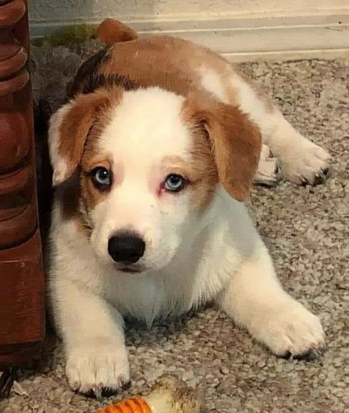 adorable little corgi puppy with blue eyes