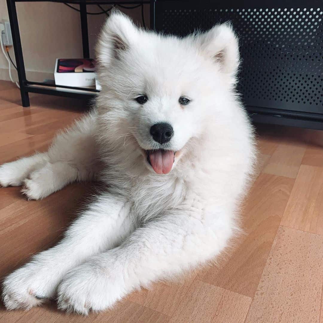 adorable little samoyed puppy