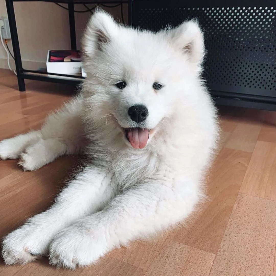 how much is a samoyed puppy usa