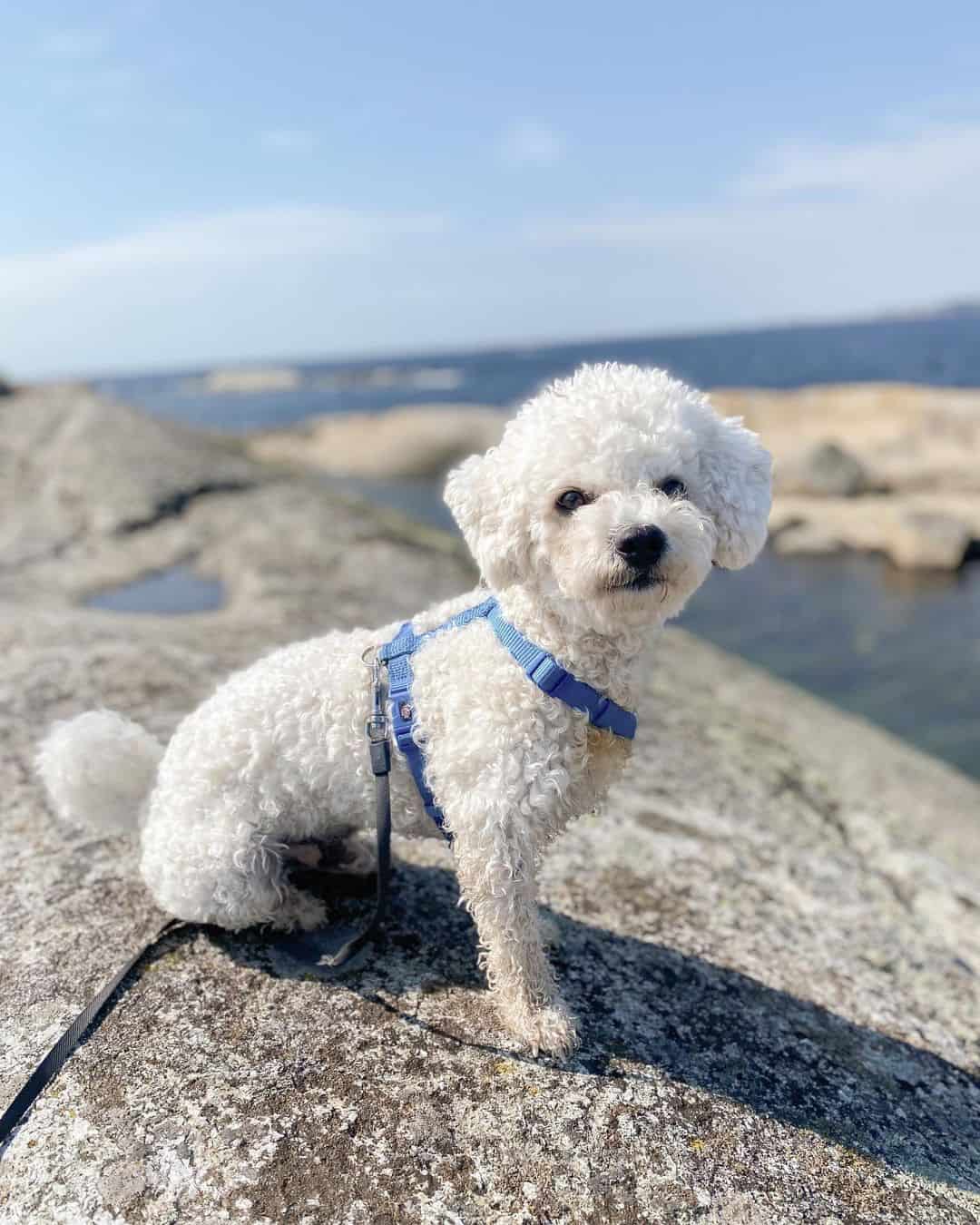 adorable white Bichon Frise dog