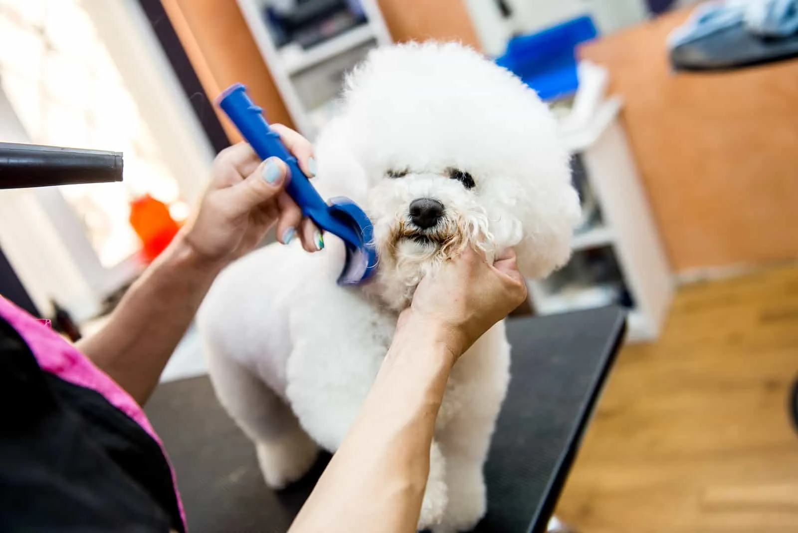 adorable white bichon frise dog being groomed by a professional groomer