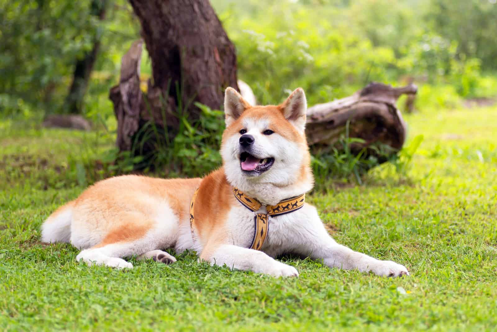 akita inu dog portrait outdoor