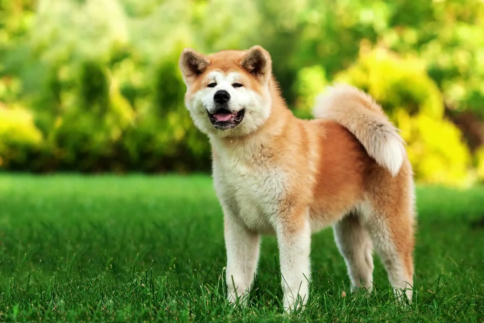 akita inu with long white and red fluffy coat