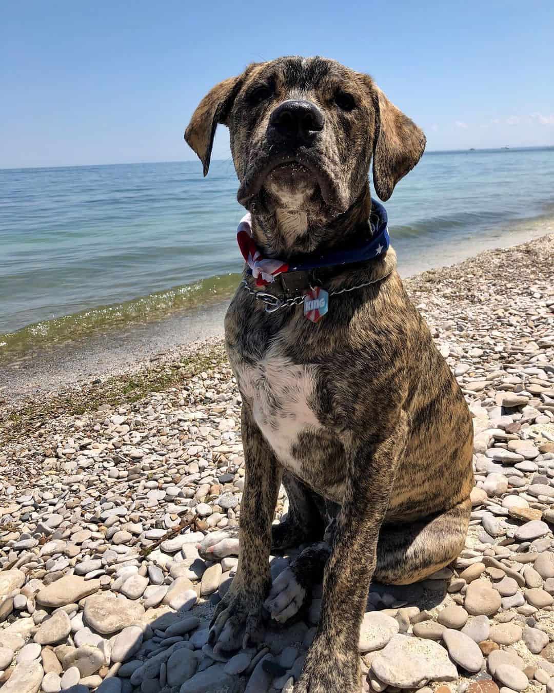 american bulldog cane corso mix