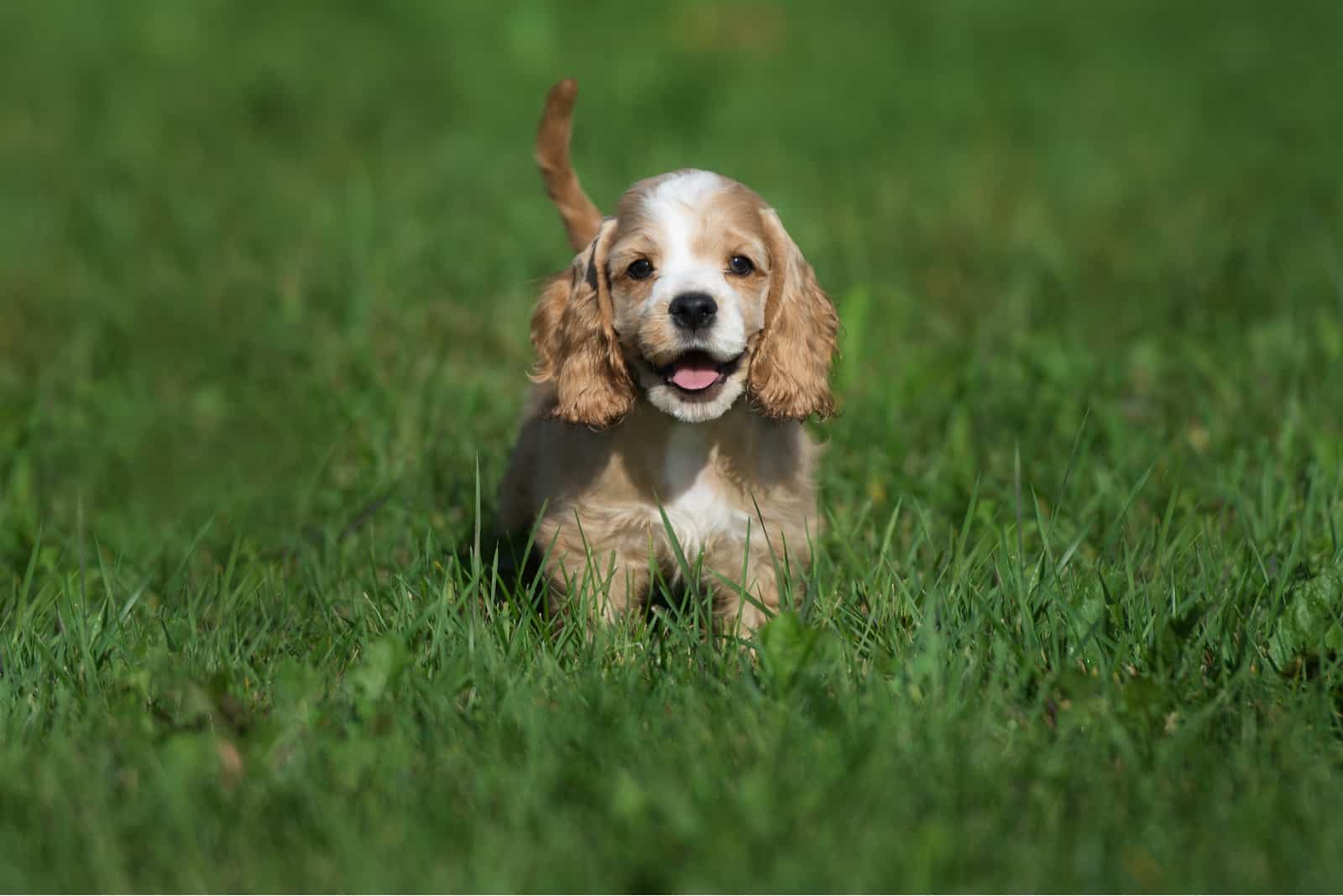 american cocker spaniel puppy