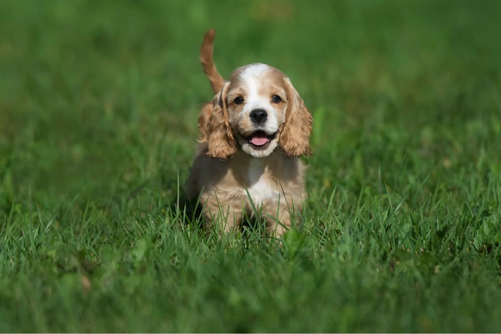 american cocker spaniel puppy