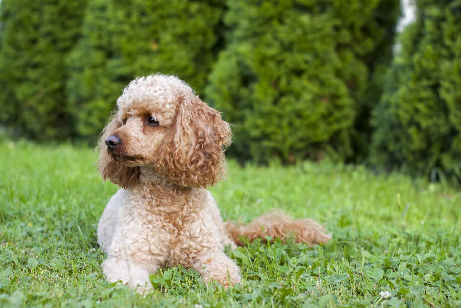 apricot-colored poodle lying on the grass