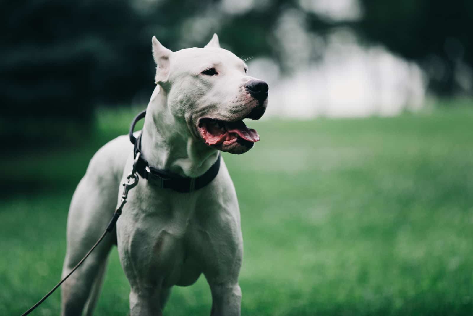  cão Argentino andando na grama 