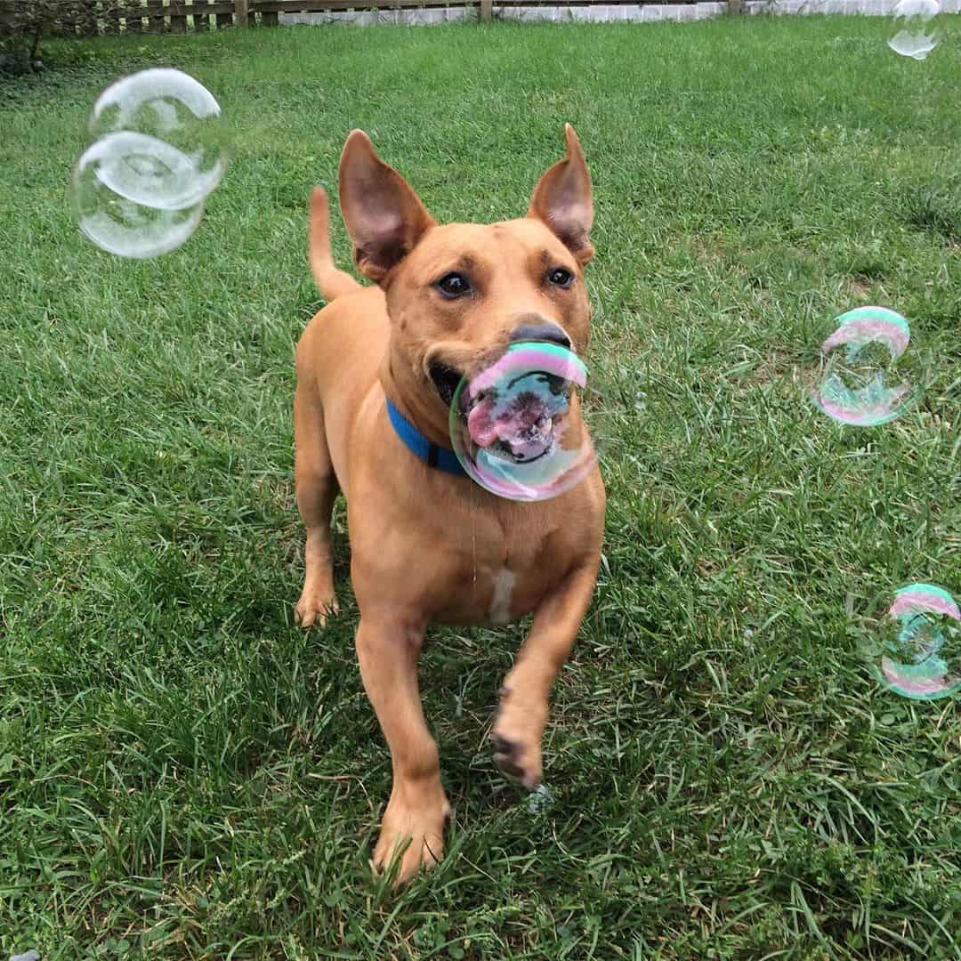 basset hound pitbull mix dog playing