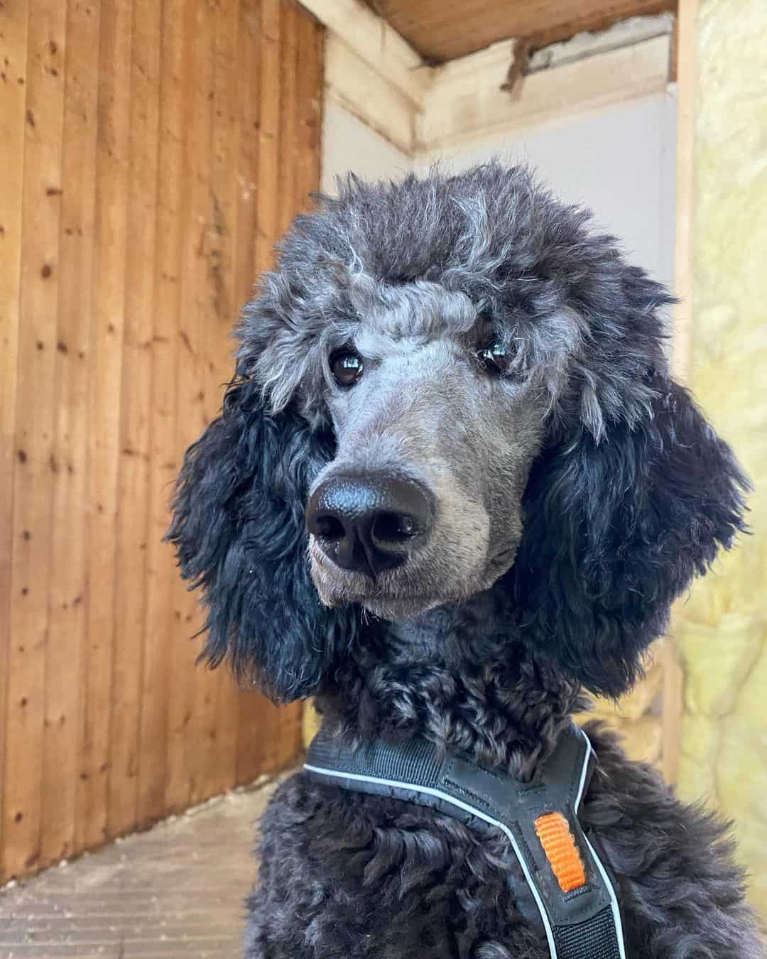 beautiful Blue Poodle dog