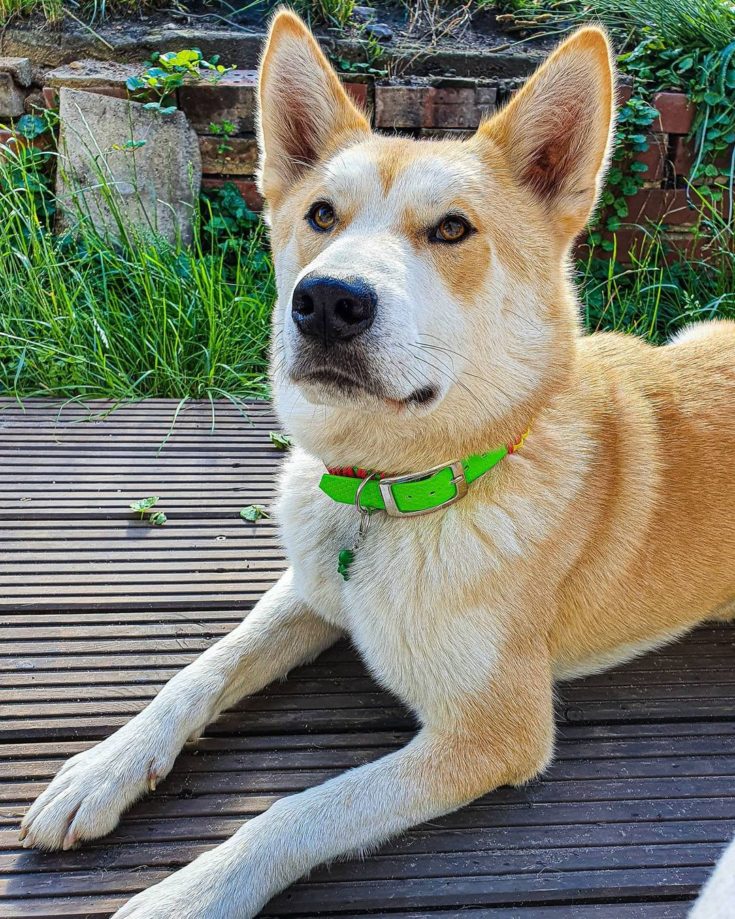 Shiba Inu Husky Mix: Your Best Guide To An Adorable Hybrid